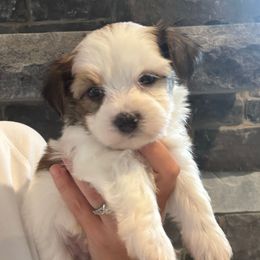 Boy 1 (black collar) - Black and white male Havanese puppy in Osceola, Indiana from LUV my HAVAMALT