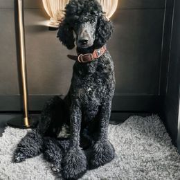 Sadie - Poodle