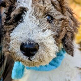 Double Doodle Puppies from Breedlove Mtn Doodles