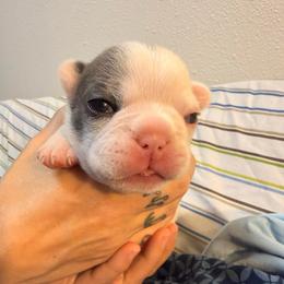 Girl 1 - Blue fawn female French Bulldog puppy in Spanaway, Washington from Frog Faced Frenchies