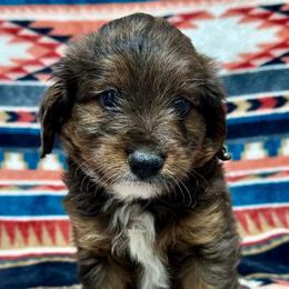 Randy - Brown merle male Aussiedoodle puppy in Lebanon, Missouri from Kaitlen's Doodle Pups