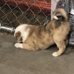 Border Collie Puppies from Burke BC’s