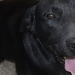 Labrador Retrievers from Marvelous Labs