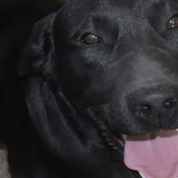 Labrador Retrievers from Marvelous Labs