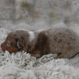 Thelma - Red merle female Australian Shepherd puppy in Wichita Falls, Texas from Spotted Mule Aussies