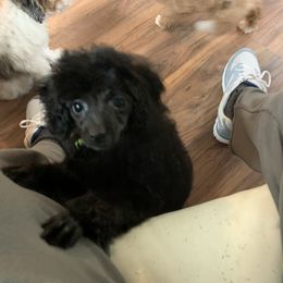 Cockapoo and Poodle Puppies from Top Shelf Toy Dogs