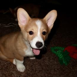 Ace - Red merle and white male American Corgi puppy in Kennewick, Washington from Corgis of Tricities
