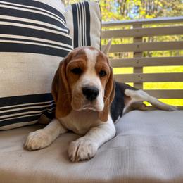 Baby Boy - Black tan and white male Beagle puppy in Monticello, Georgia from Beaglelove