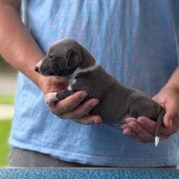 Boy 4 - Blue male Italian Greyhound puppy in Sugar Valley, Georgia from Pinnacle Farm and Kennel