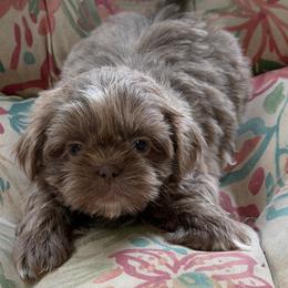 Hot pink girl - Lilac female Shih Tzu puppy in Berkeley Springs, West Virginia from Sandridge Shih Tzus