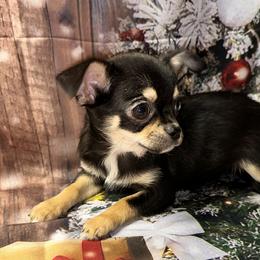 7414 black and tan girl - Black and tan female Chihuahua puppy in Palmyra, Indiana from Country Star Chihuahuas