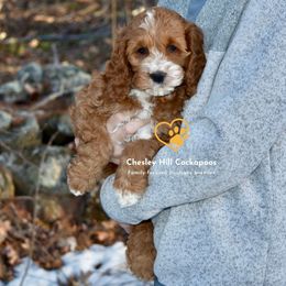 Cockapoo Puppies from Chesley Hill Cockapoos