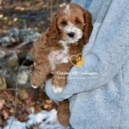 Cockapoo Puppies from Chesley Hill Cockapoos