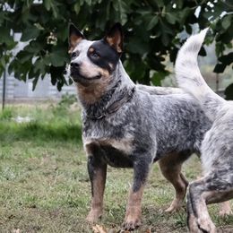 Moxie - Australian Cattle Dog