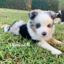 Miniature Australian Shepherd and Toy Australian Shepherd Puppies from Diamond M Toy & Mini Aussies