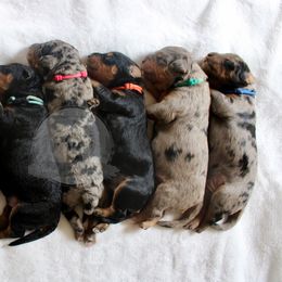 Bernedoodle and Goldendoodle Puppies from Central Texas Doodles, LLC.