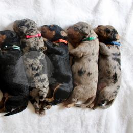 Bernedoodle and Goldendoodle Puppies from Central Texas Doodles, LLC.