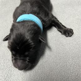 Boy 2 L blue - Black male German Shepherd puppy in Sharon Grove, Kentucky from Julie’s Shepherds