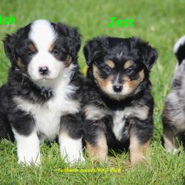 Ash - Black tri male Miniature American Shepherd puppy in Hillsdale, Michigan from Faithwalk Aussies and Mini American Shepherds