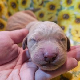 Girl 2 - Golden female Golden Retriever puppy in Middleburg, Florida from Rise and Shine Goldens