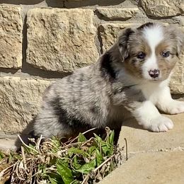 Australian Shepherd and Miniature Australian Shepherd Puppies from Hunt Farms Mini Aussies