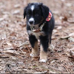 Pearl Black Tri Female - Black tri female Miniature Australian Shepherd puppy in Nacogdoches, Texas from TK Standard, Mini, & Toy Aussies