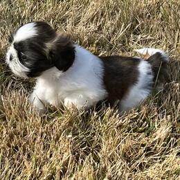 Junior - Brindle and white male Shih Tzu puppy in Louisville, Kentucky from Brenda's Shih Tzus