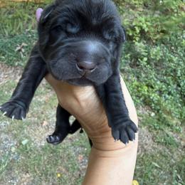 Gomez - Black male Chinese Shar-Pei puppy in Statesville, North Carolina from Red Clay's Chinese Shar-pei
