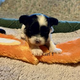 Girl 1 - Black & tan tri-color female Morkie puppy in Ocala, Florida from Hummingbird Fields