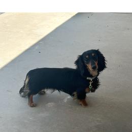 Freya - Dachshund