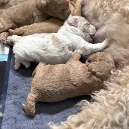 Bernedoodle, Cockapoo, and Goldendoodle Puppies from Avery Doodle Day LLC