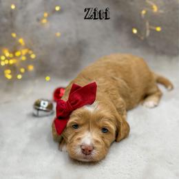 Ziti - Apricot female Goldendoodle puppy in Williamson, New York from Lakeside Doodles