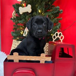 Pink - Black female Labrador Retriever puppy in Heath Springs, South Carolina from Rich Hill Retrievers
