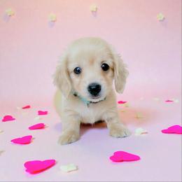 Will - Cream male Dachshund puppy in Richmond, Virginia from Irresistible Dachshunds & Cavaliers