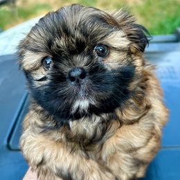 Milo - male Shih Tzu puppy in Wakefield, Rhode Island from Shih Tzu Companions