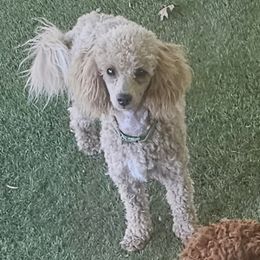 Lucy - Poodle