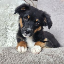 Macaroni - Black tri female Miniature Australian Shepherd puppy in Killen, Alabama from Wilkers Wholehearted Mini Aussies