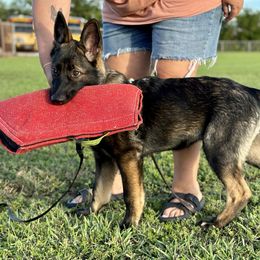 German Shepherd Puppies from Key Star German Shepherds