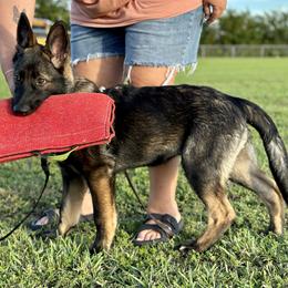 German Shepherd Puppies from Key Star German Shepherds
