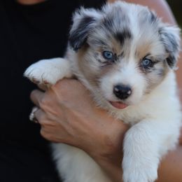 Australian Shepherd Puppies from Lake Creek Aussies