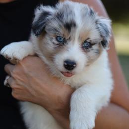 Australian Shepherd Puppies from Lake Creek Aussies