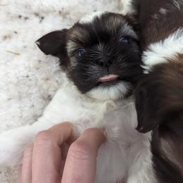 Shih Tzu Puppies from We Shih Tzu Not!