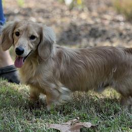 Dachshund puppies from Ridgewood Farms