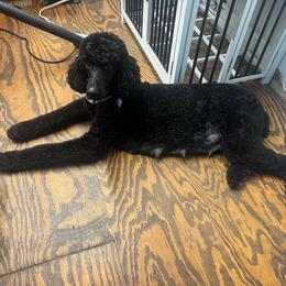 Daisy - Black female Poodle puppy in Bremen, Georgia from Kelley’s Poodle Patch