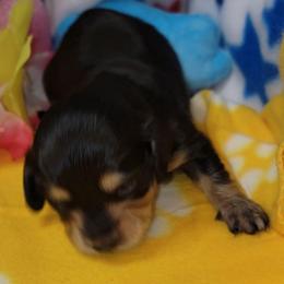 Nessie - Black and cream female Dachshund puppy in Terlton, Oklahoma from CLARK'S BREEDING PROGRAM