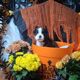 Girl 2 - Brindle female Boxer puppy in Pikeville, Kentucky from Boxers of Whispered Wishes