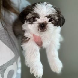 Daisy - Liver and white female Shih Tzu puppy in Kodak, Tennessee from Cutshall Babies