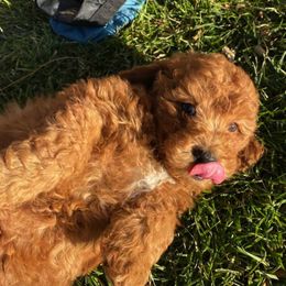 Goldendoodle Puppies from Atkinson Goldendoodles