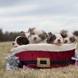 Aussiedoodle, French Bulldog, and Toy Australian Shepherd Puppies from Desert Dreamcatcher Ranch