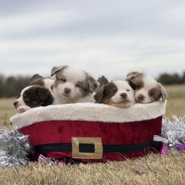 Aussiedoodle, French Bulldog, and Toy Australian Shepherd Puppies from Desert Dreamcatcher Ranch